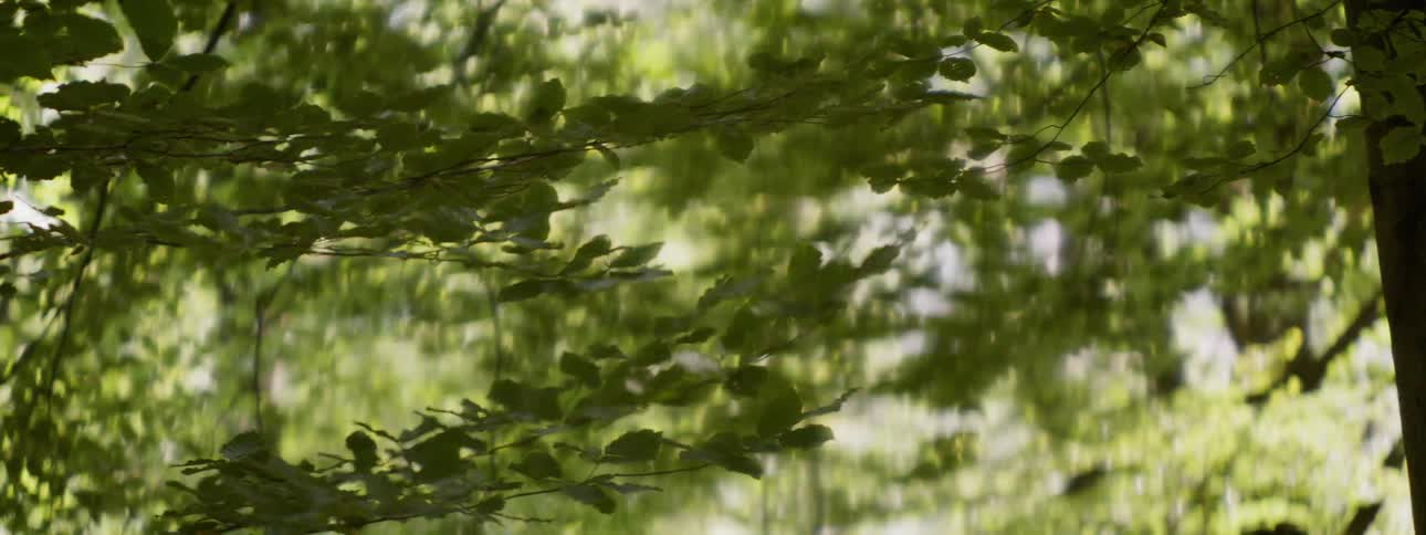 Tree branches on a sunny day