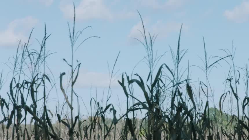 Corn grows in a rural field