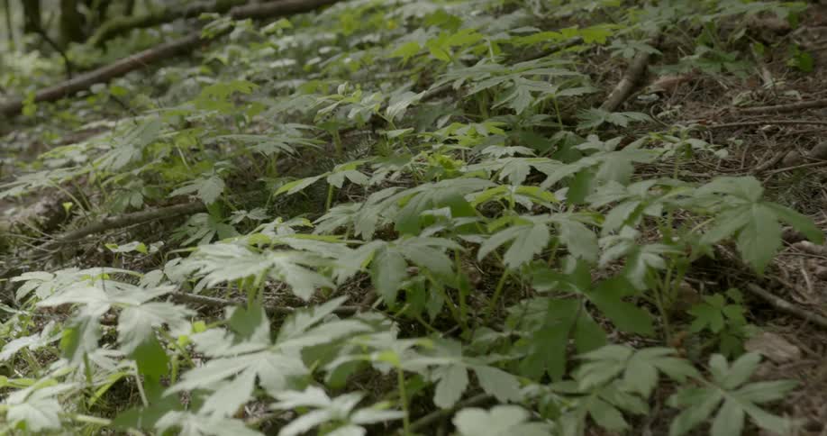 Green plants grow on the forest floor