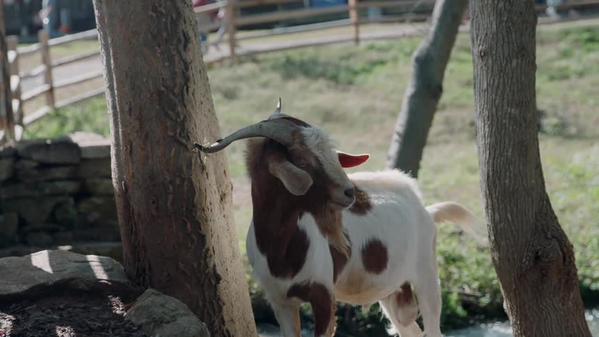 A goat is looking around by the trees