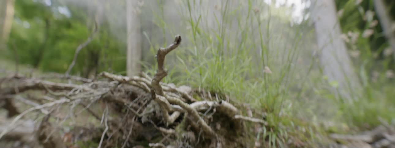 Smoke floats over grass and roots