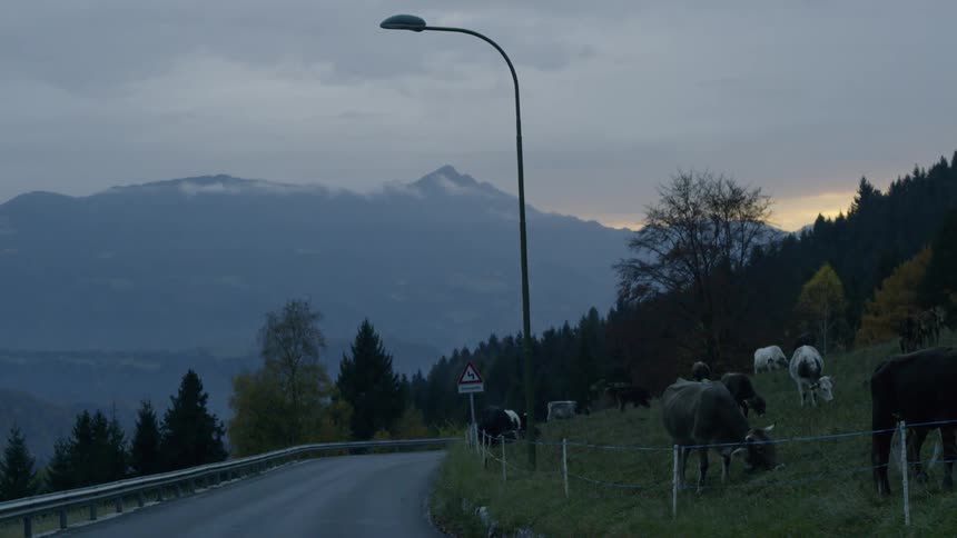Cows are grazing on grass near the road