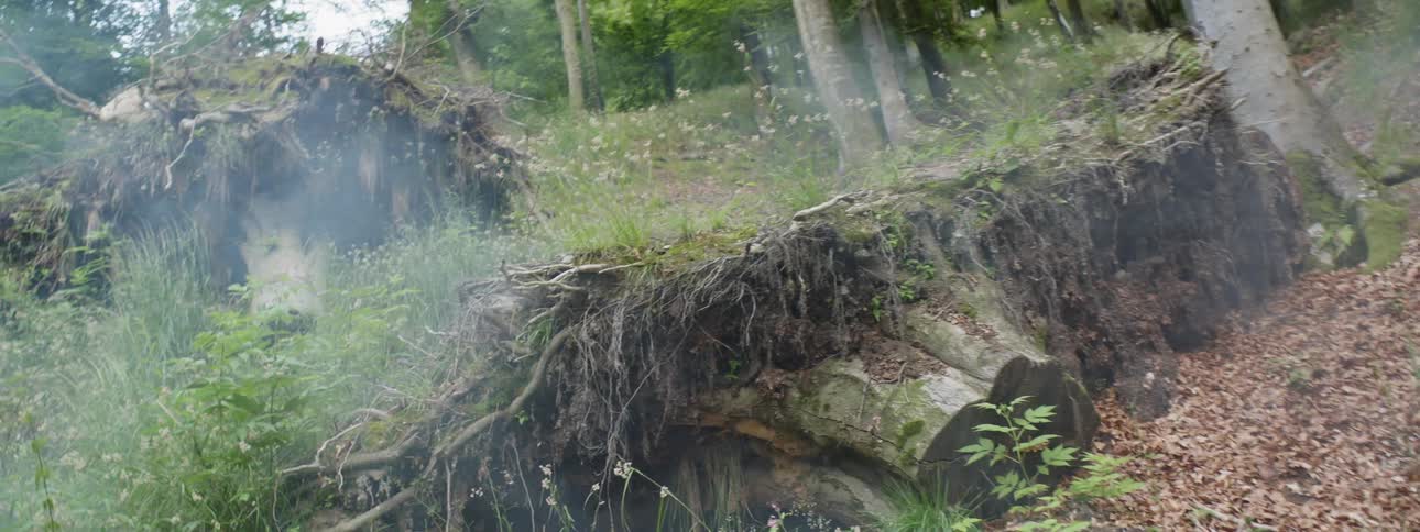 Flowers and grass grow on uprooted tree stumps