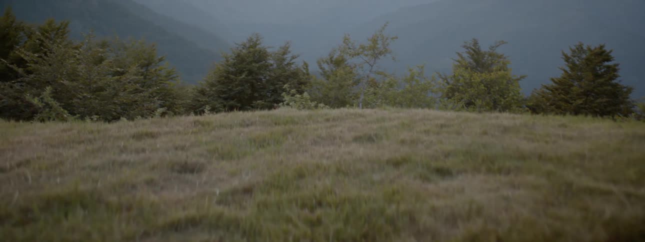 Grass covers a hillside in mountains