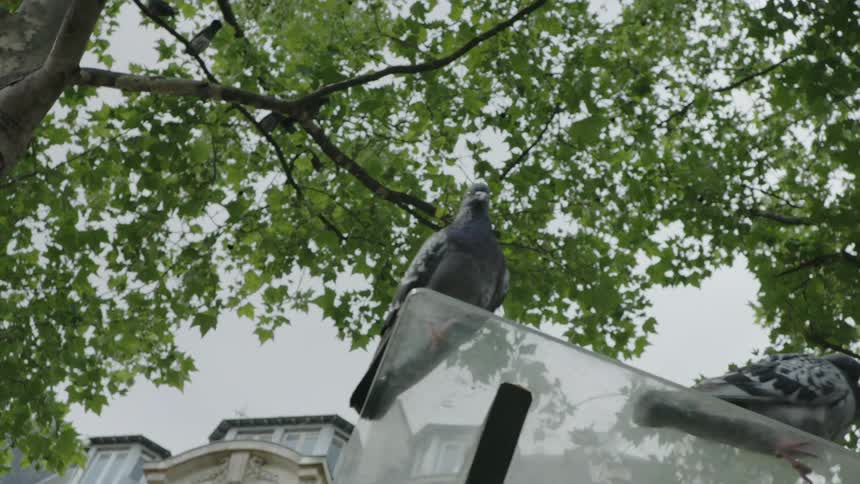 Pigeons sit perched in a city park