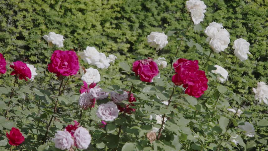 Pink and white roses sway slightly in the breeze