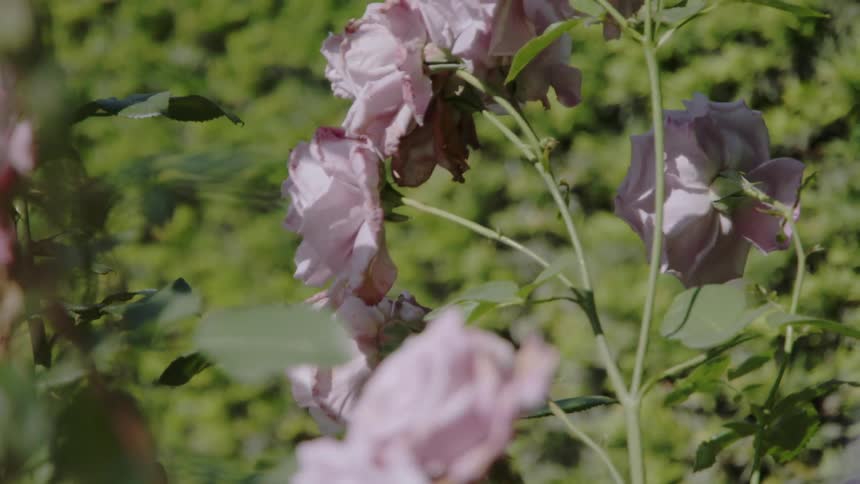 Roses sway slightly in the breeze under the sun