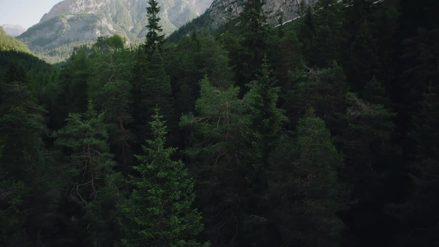 A dense forest has a railroad track in the middle of it