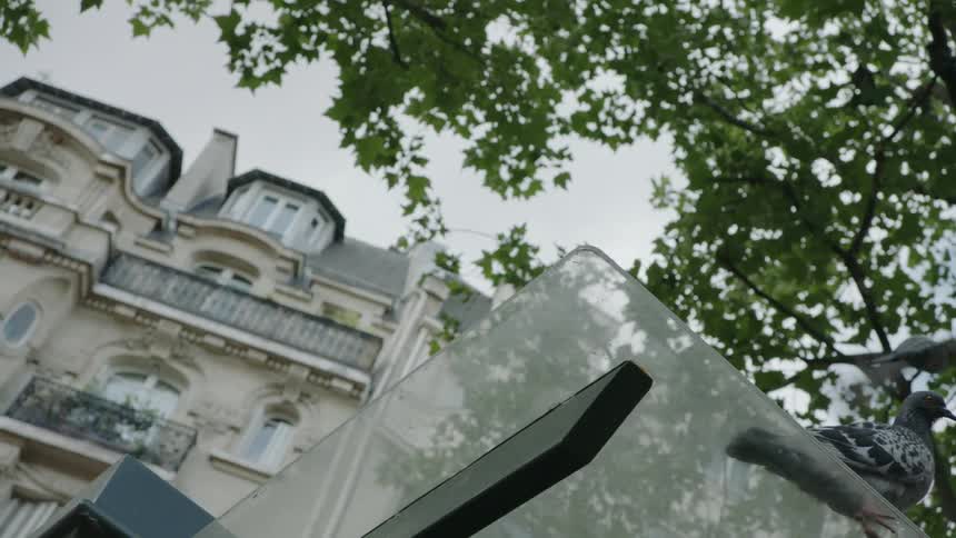 Pigeons are shown in a city