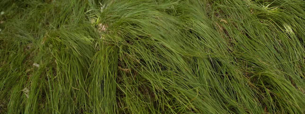 Wind blows through tall grass