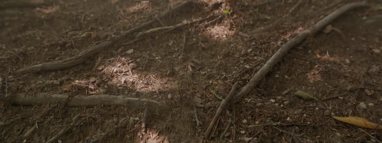 Roots and branches on the forest floor
