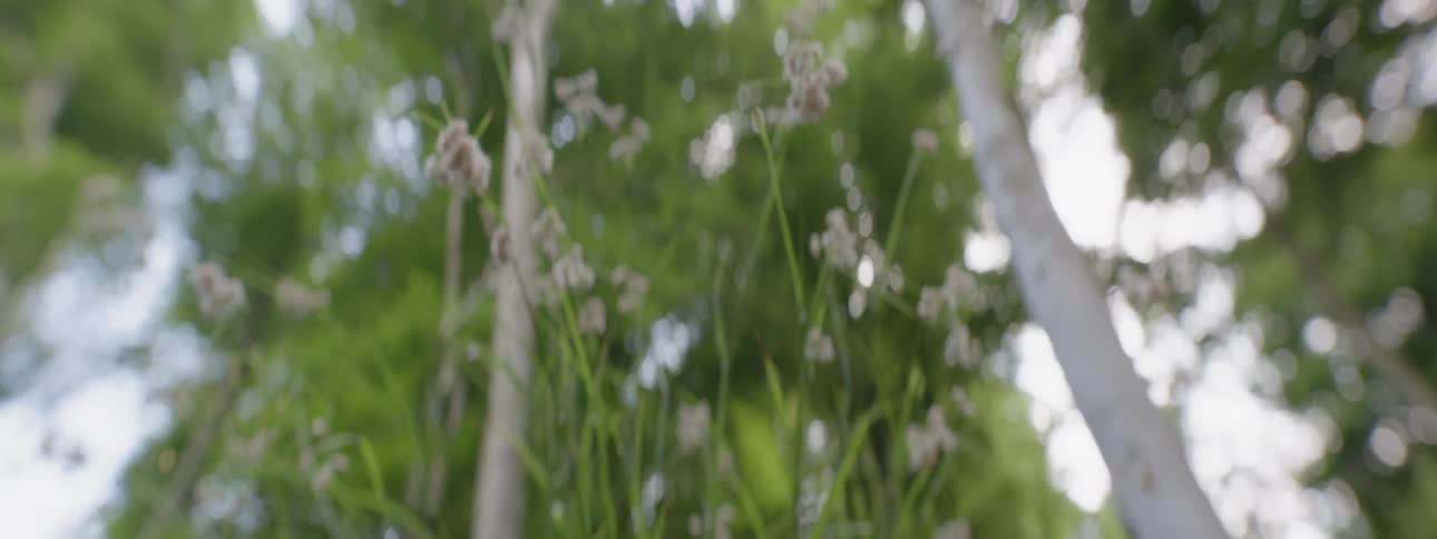 Flowers growing in a forest