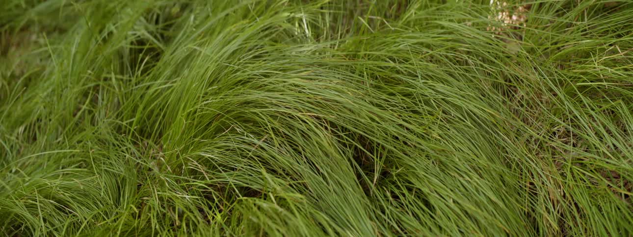 Wind blows the grass