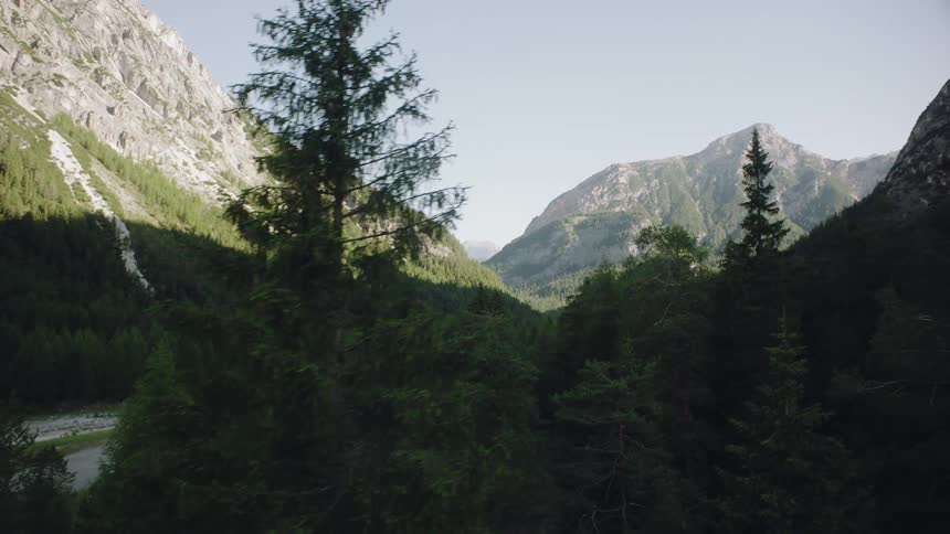 The trees are near the mountain on a sunny day