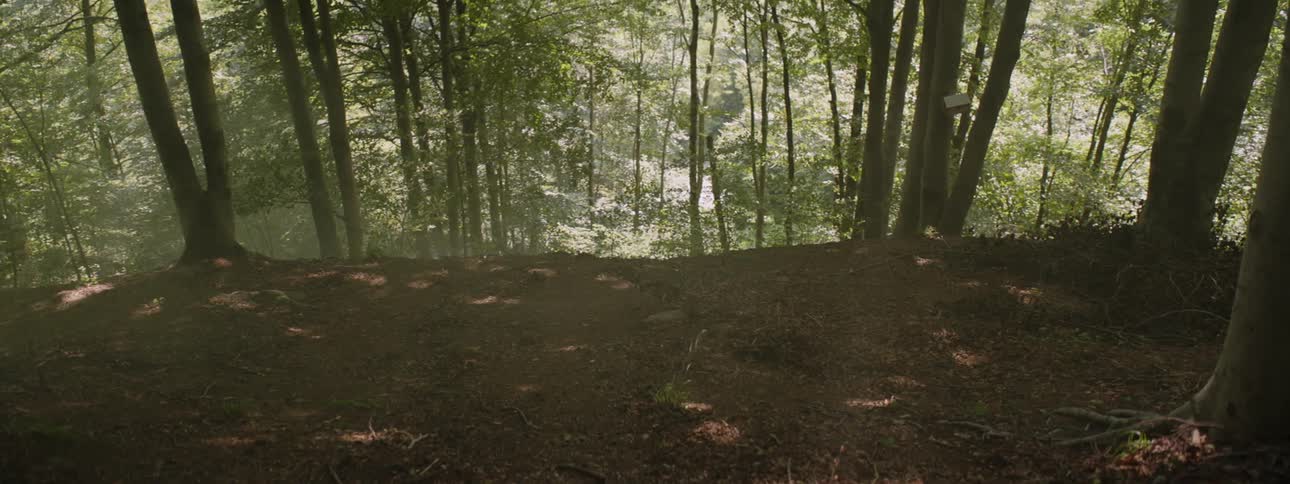 Wind blows through the trees along a forest trail