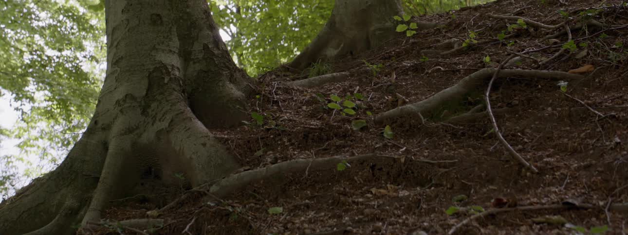 Tree roots are covering a forest floor during the day