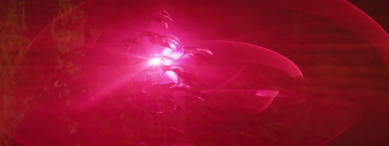 A light behind a tree flashes red