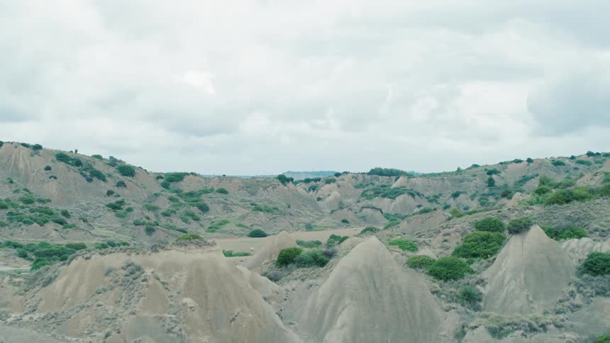 Green bushes grow on dunes in a desert landscape