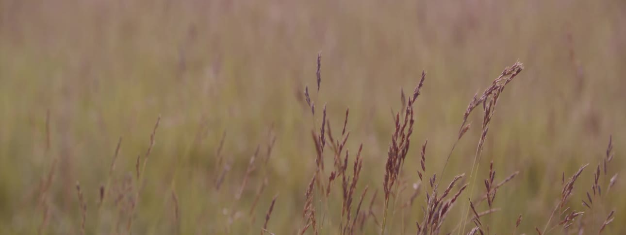 Grass grows in a field