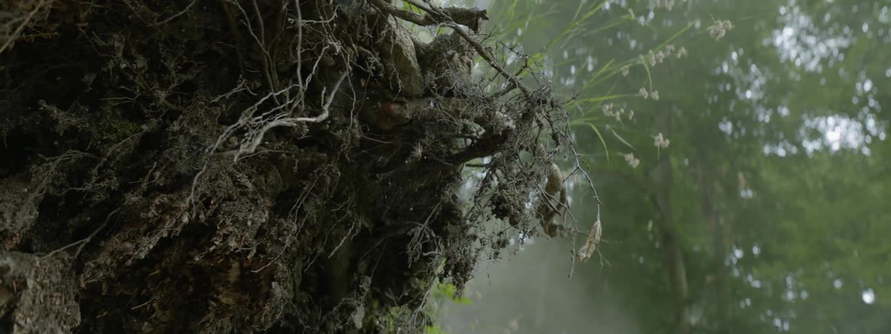 Plants grow on top of the exposed roots of an overturned tree stump