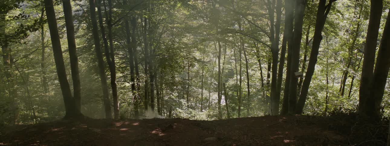 The hill leads to a forest below
