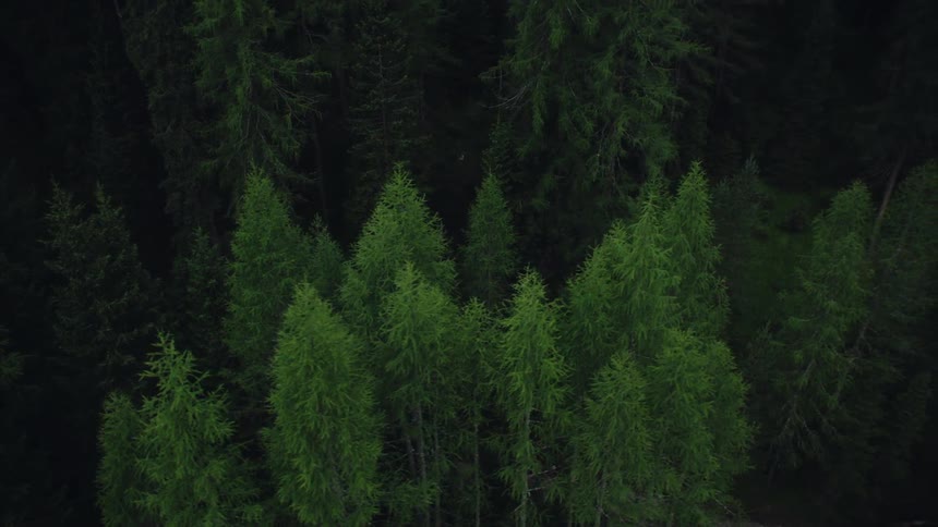 Trees in a forest