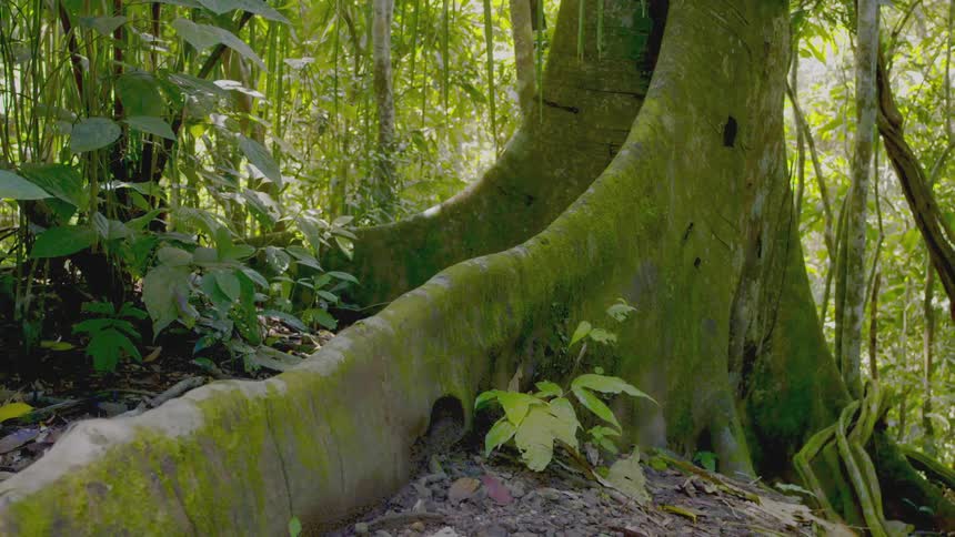 Plants growing at the base of a tree in a rainforest during the day