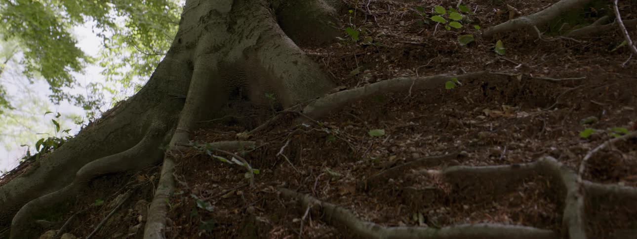 Roots of a tree in the ground on a hill