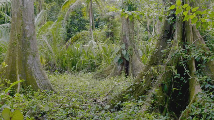 Leafy vegetation and trees in a rainforest