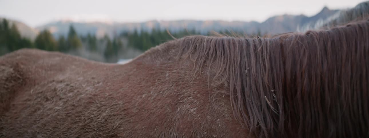 A close up of a furry horse