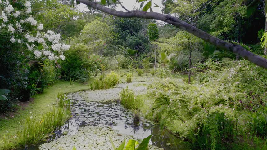 Lily pads cover the stream in the rainforest