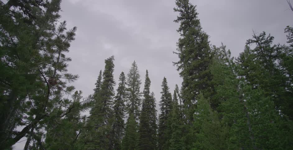 Tall trees line this forest on a cloudy day