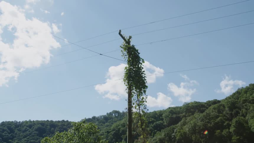 Vines grow on the pole of a power line