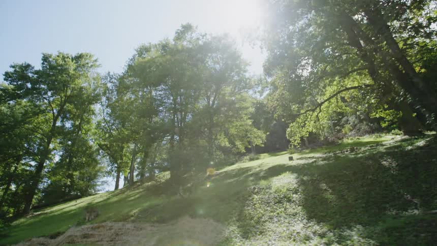 Sun shines through the trees in the woods