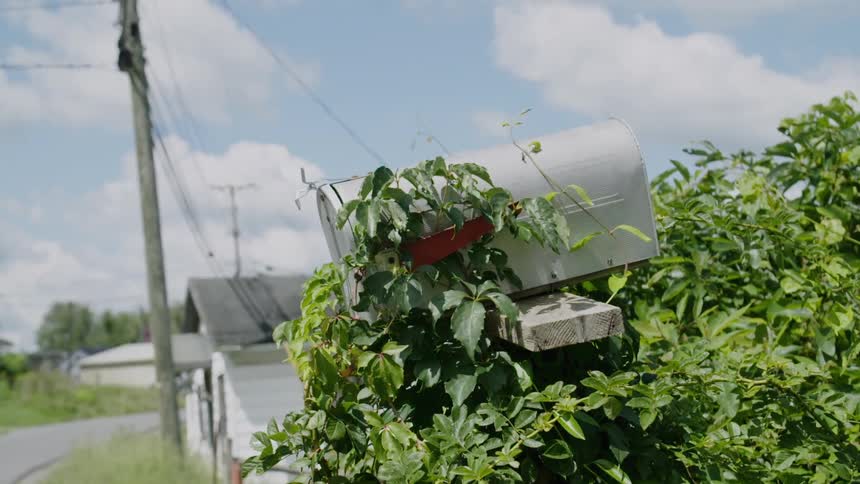 Vines from a plant are growing up and over a mailbox in a rural area