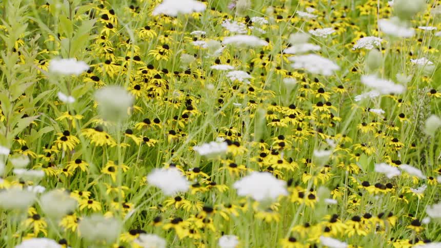 Yellow flowers and green grass cover the ground
