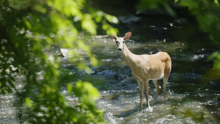 A deer stands in a flowing river