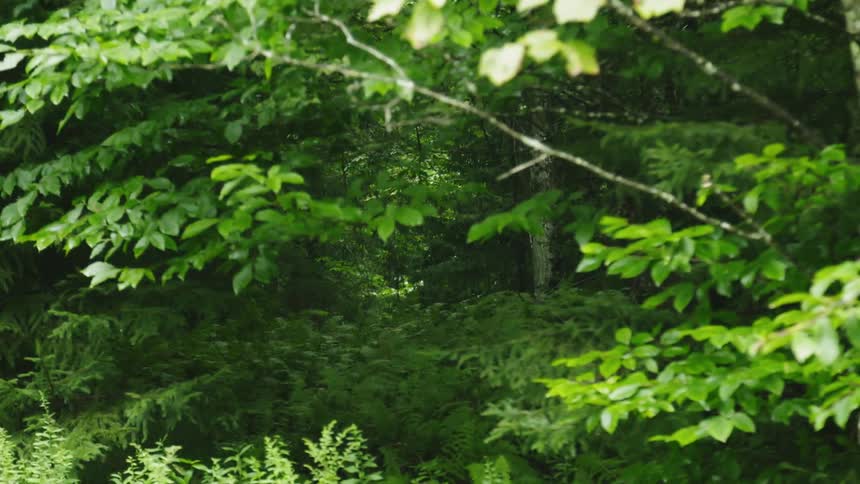 A deer is running through a dense green forest