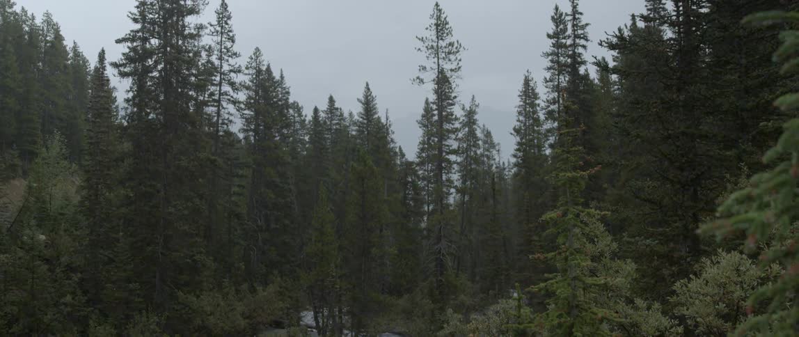 Water is flowing rapidly over rocks in a forest stream on a cloudy day