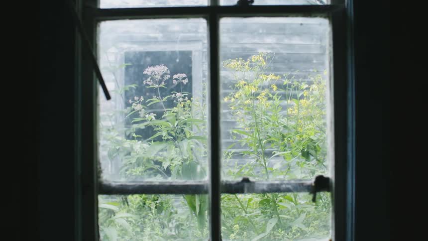 Weeds are growing outside a window during the day