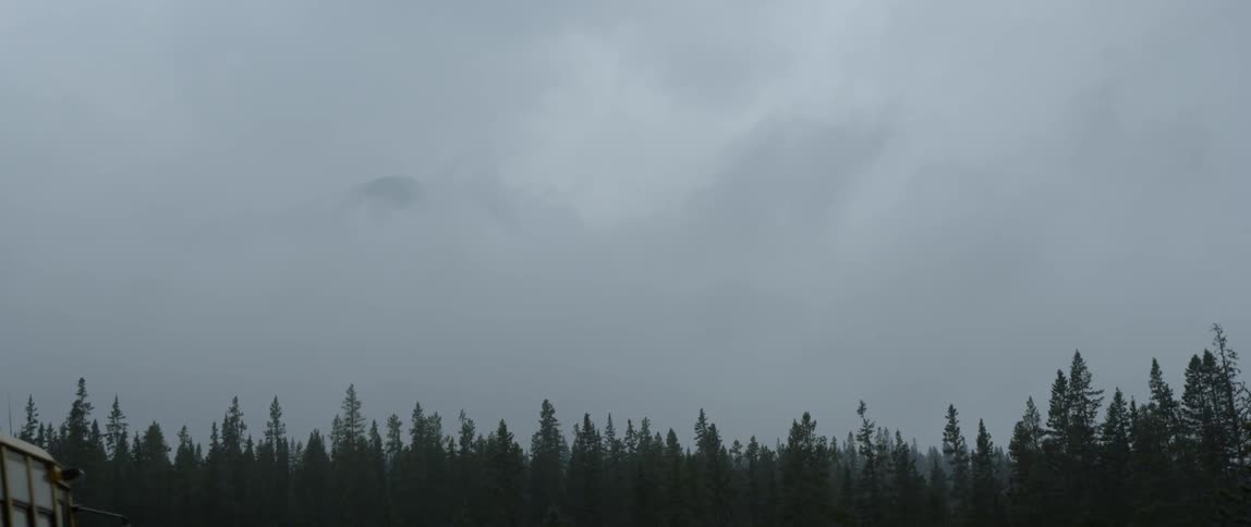 The large forest has heavy clouds above
