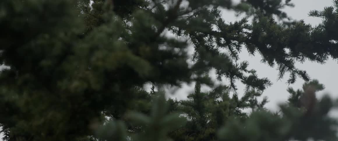 A pine tree is filmed close up