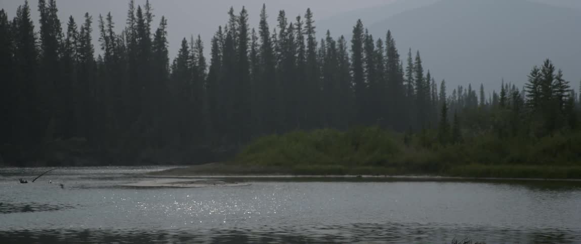 Birds fly low over the forest stream