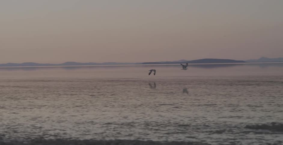 Birds fly across an evening sky