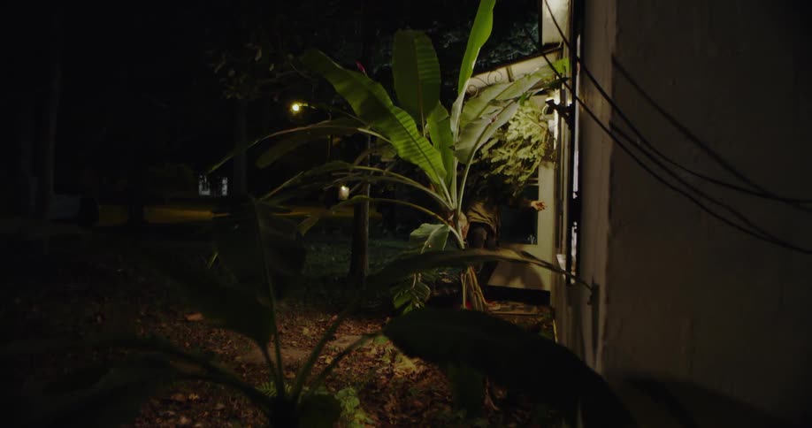 A man carries a fresh cut christmas tree to a house