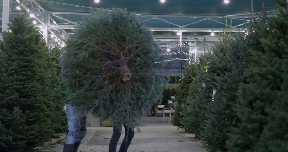 Two people lift a pine tree up and one walks away with it