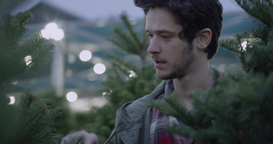 A man inspects christmas trees for sale