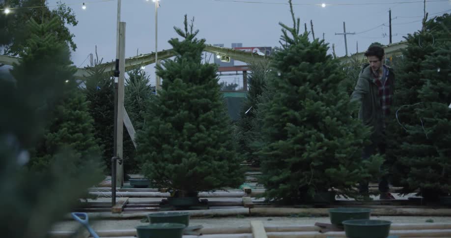 A man is walking through a christmas tree farm and picking out a tree at dusk