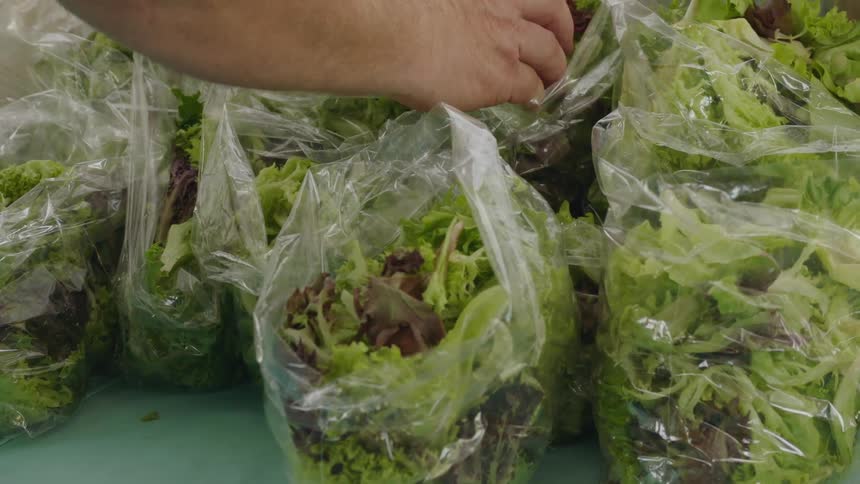 Person's hand reaches into a several bags of lettuce