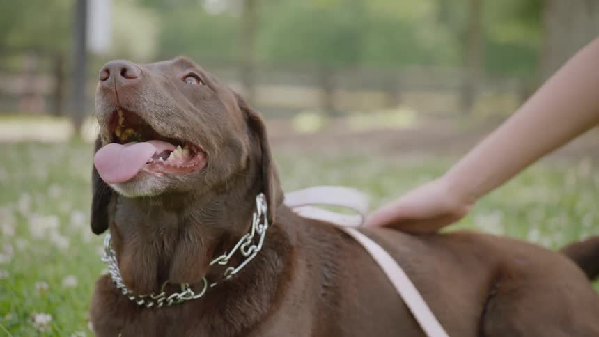 Woman pets a dog in a park